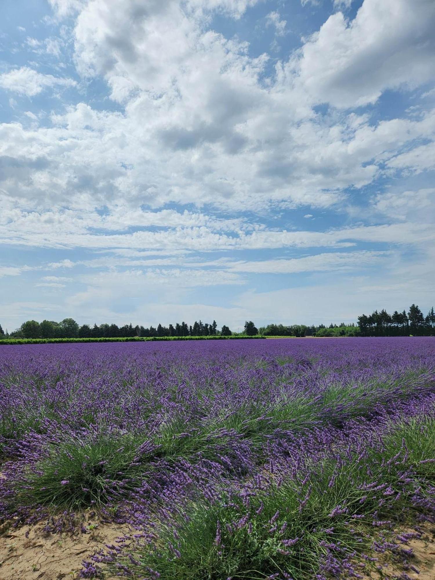 La Petite Violette *